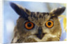 Eurasian Eagle Owl by Anonymous