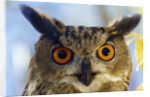 Eurasian Eagle Owl by Anonymous