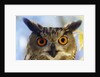 Eurasian Eagle Owl by Anonymous