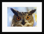 Eurasian Eagle Owl by Anonymous