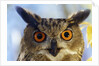 Eurasian Eagle Owl by Anonymous