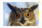 Eurasian Eagle Owl by Anonymous