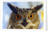 Eurasian Eagle Owl by Anonymous