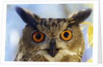 Eurasian Eagle Owl by Anonymous