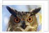 Eurasian Eagle Owl by Anonymous