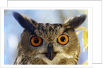 Eurasian Eagle Owl by Anonymous