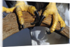 Talons of a Bald Eagle by Anonymous