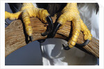 Talons of a Bald Eagle by Anonymous