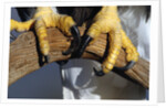 Talons of a Bald Eagle by Anonymous