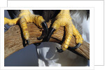 Talons of a Bald Eagle by Anonymous