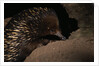 Echidna by Anonymous