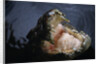 Attacking Saltwater Crocodile by Anonymous