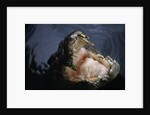 Attacking Saltwater Crocodile by Anonymous