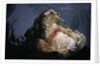 Attacking Saltwater Crocodile by Anonymous