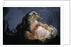 Attacking Saltwater Crocodile by Anonymous