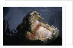 Attacking Saltwater Crocodile by Anonymous