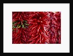 Chili Peppers by Anonymous