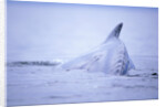 Dorsal Fin of Humpback Whale in Frederick Sound by Anonymous