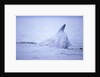 Dorsal Fin of Humpback Whale in Frederick Sound by Anonymous
