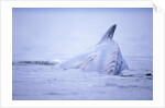 Dorsal Fin of Humpback Whale in Frederick Sound by Anonymous