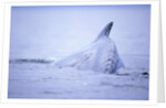 Dorsal Fin of Humpback Whale in Frederick Sound by Anonymous