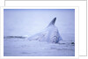 Dorsal Fin of Humpback Whale in Frederick Sound by Anonymous