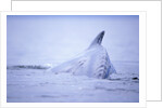 Dorsal Fin of Humpback Whale in Frederick Sound by Anonymous