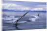 Humpback Whale Raising Pectoral Fin in Frederick Sound by Anonymous