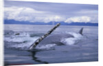 Humpback Whale Raising Pectoral Fin in Frederick Sound by Anonymous