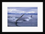 Humpback Whale Raising Pectoral Fin in Frederick Sound by Anonymous