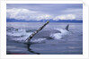 Humpback Whale Raising Pectoral Fin in Frederick Sound by Anonymous