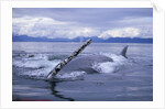 Humpback Whale Raising Pectoral Fin in Frederick Sound by Anonymous