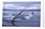 Humpback Whale Raising Pectoral Fin in Frederick Sound by Anonymous