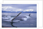Humpback Whale Raising Pectoral Fin in Frederick Sound by Anonymous