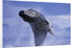 Young Humpback Whale Breaching in Frederick Sound by Anonymous