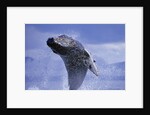 Young Humpback Whale Breaching in Frederick Sound by Anonymous