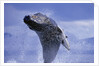 Young Humpback Whale Breaching in Frederick Sound by Anonymous