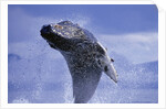 Young Humpback Whale Breaching in Frederick Sound by Anonymous