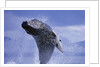 Young Humpback Whale Breaching in Frederick Sound by Anonymous