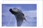 Young Humpback Whale Breaching in Frederick Sound by Anonymous