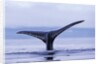 Tail Fin of Humpback Whale Sounding in Frederick Sound by Anonymous