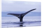 Tail Fin of Humpback Whale Sounding in Frederick Sound by Anonymous