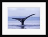 Tail Fin of Humpback Whale Sounding in Frederick Sound by Anonymous