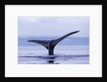 Tail Fin of Humpback Whale Sounding in Frederick Sound by Anonymous