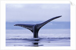 Tail Fin of Humpback Whale Sounding in Frederick Sound by Anonymous
