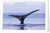 Tail Fin of Humpback Whale Sounding in Frederick Sound by Anonymous