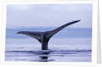 Tail Fin of Humpback Whale Sounding in Frederick Sound by Anonymous