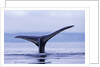 Tail Fin of Humpback Whale Sounding in Frederick Sound by Anonymous