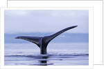 Tail Fin of Humpback Whale Sounding in Frederick Sound by Anonymous