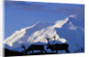 Caribou Grazing Near Wonder Lake Below Mt. McKinley by Anonymous